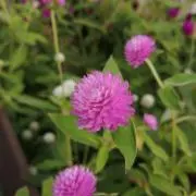 sophie★の画像