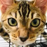 すう