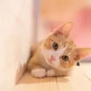 にゃんこの画像