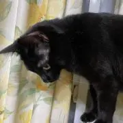 ニアの画像