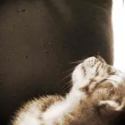 サビ