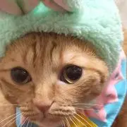 さーるCI