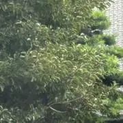 馬馬の画像