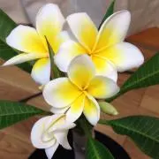 ☆チッチ☆プロフ読んでくださいの画像