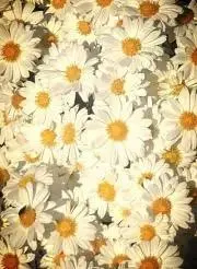 花の画像