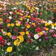 こーですの画像