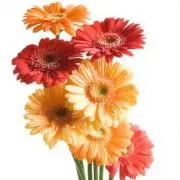 gerbera7の画像