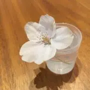 MAO プロフ必読お願いします♡の画像
