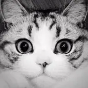 Pの画像