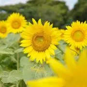 ともこ＊値下げ！商品の整理中！の画像