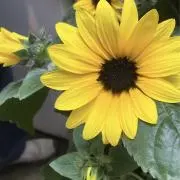 ひまわりの画像