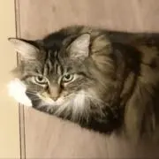 Jam Jamの画像