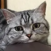 ゆうこ