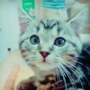 チャコ