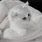 にゃむ
