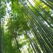 さくら。の画像