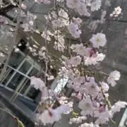 ももの画像