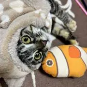 そらの画像