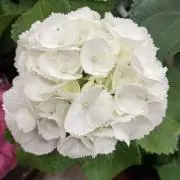 オランジ。