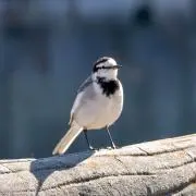 ピーちゃんの画像