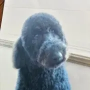 kuromamaの画像