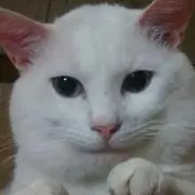ルネ