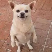 漢の画像