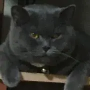 きんたまでか男