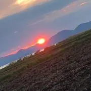 ピクミン