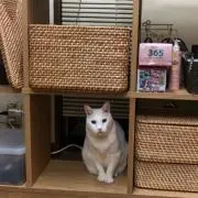 パパキキ