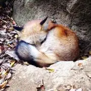 yotaの画像