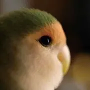 TAEの画像