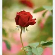 花花♡クローゼットの画像