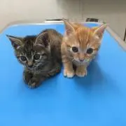 にゃんこの画像