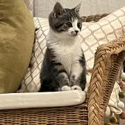 おこめちゃんの画像
