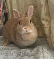 チョコミントの画像