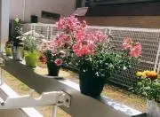 たかはるの画像