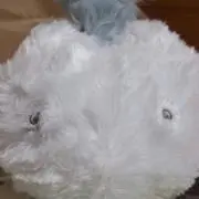Image of かんこさんです