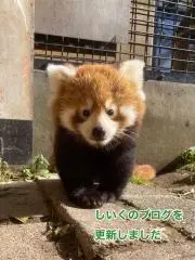 つぼみの画像
