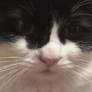 にゃん