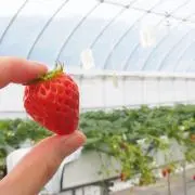 いちごの画像