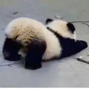 おかめの画像