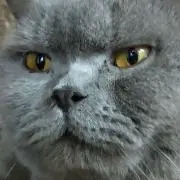 カツオねこ