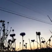 LISAの画像