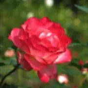 ゆーやの画像