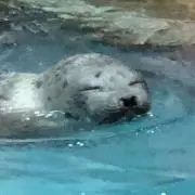 ぴの