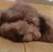 Yuiの画像