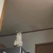 凛蔵の画像