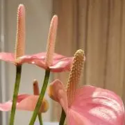 チュー(THX-DTS)