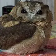 こもも
